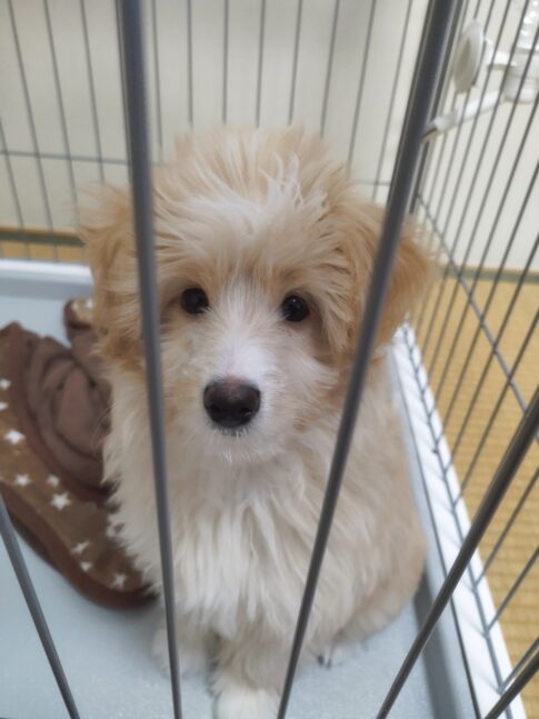 はじめて家に来た日の子犬・翠がケージ内で不安そうに座っている様子