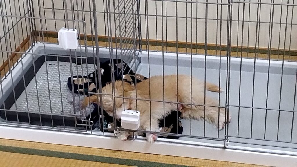 ケージの中で眠っている翠