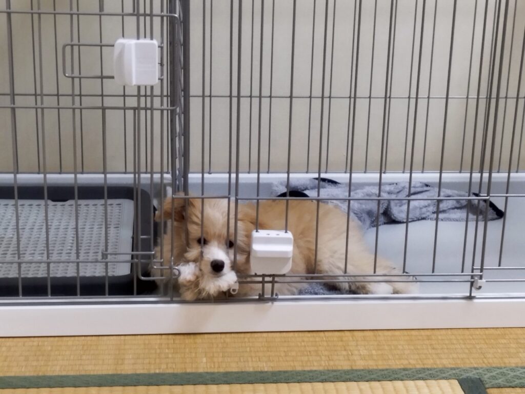 ケージから出してほしそうにしている犬