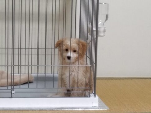 【成長記録】はじめてのおうち。ケージ生活で感じた不安と安心