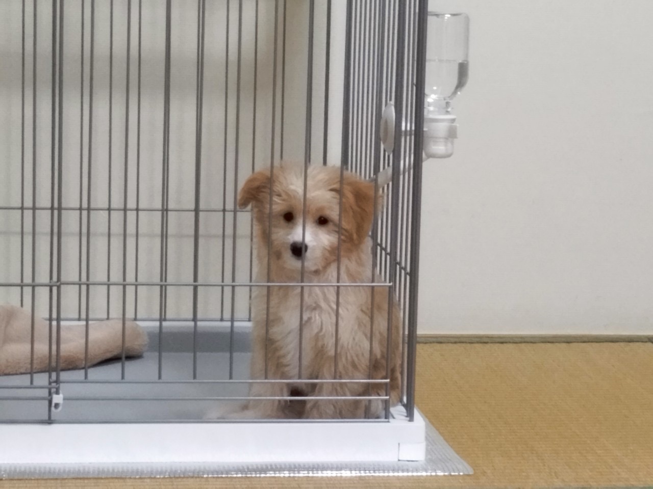 【成長記録】はじめてのおうち。ケージ生活で感じた不安と安心